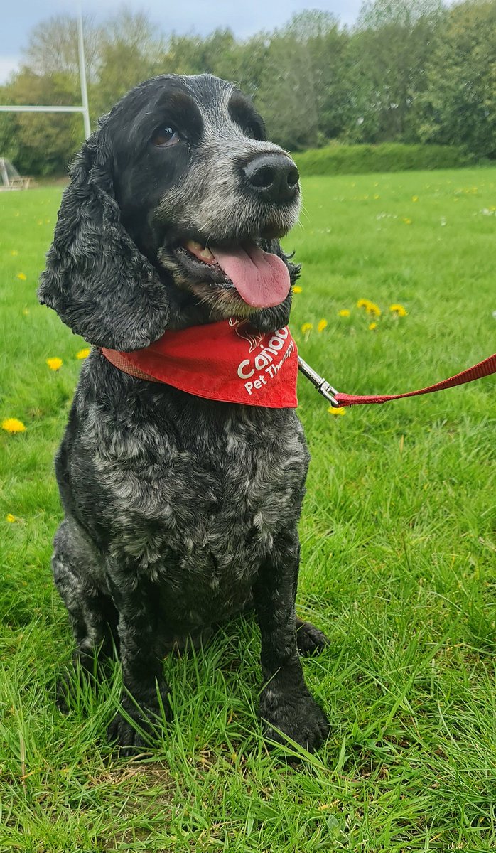huwrob62's tweet photo. @CariadPet @YsgolGCasnewydd
Darllenodd y plant i Jet yn y Hafan cyn cael hwyl gyda'r bêl yn yr awyr iach 😊❤️
#pettherapy #dogsofinstagram #therapydog #therapydogsofinstagram #animalassistedtherapy #therapyspaniel #roanspaniel #Wellbeing #cariadpettherapy
#lles https://t.co/9XMrl4o67I
