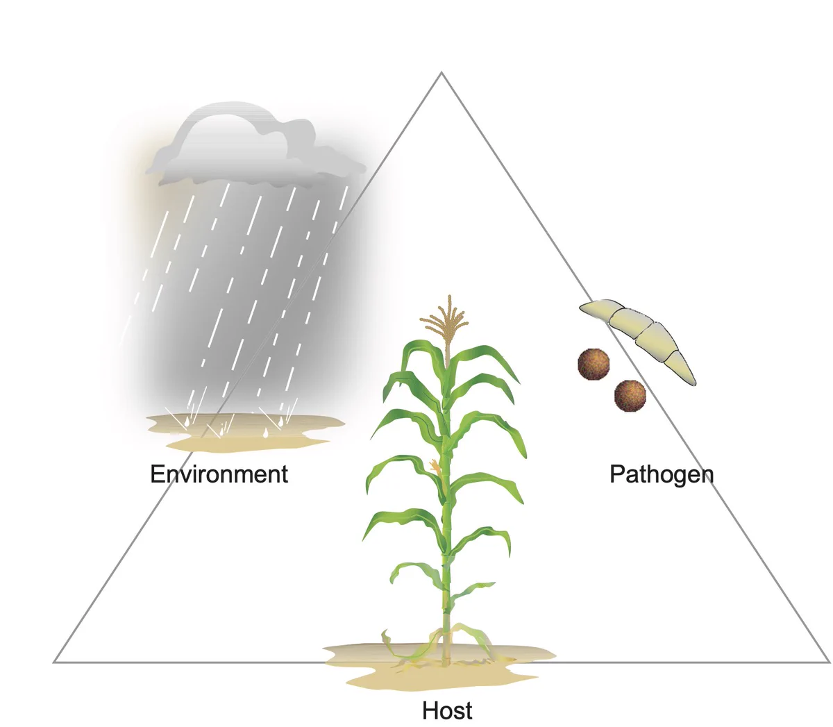 corn disease triangle showing host, pathogen, and environment