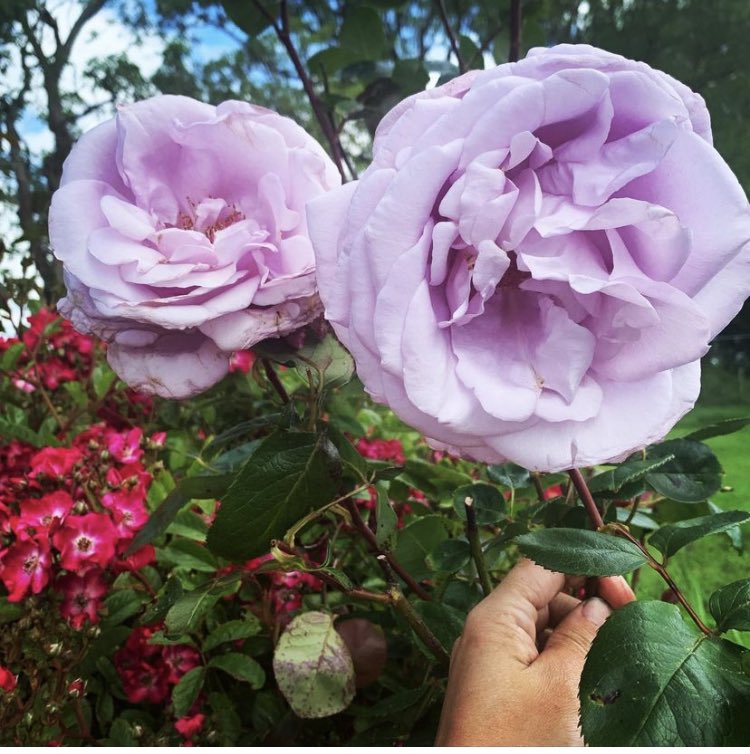 Blue Moon for #RoseWednesday huge amazingly fragrant blooms on this one 💙 #rose #garden #GardeningTwitter #gardenlife #bloom #inmygarden #loveroses #gardening #SummerVibes