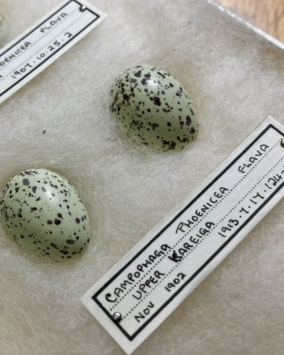 Relatively few eggs are green - these eggs of the Black Cuckooshrike collected in Nov 1902 from  Kariega, Eastern Cape Province are strikingly lime green…#ornithology #eggs