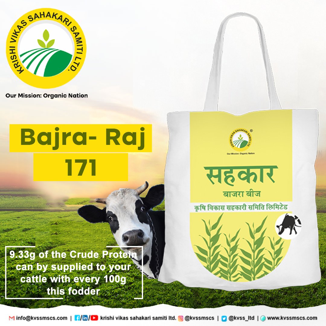 kvssmscs's tweet photo. हमारे प्रमाणित ज्वार और बाजरे के न्युनतम दरों पर उपलब्ध बीजों से एक सुगम फसल का आनंद लें एवं अपने पशुओं को उच्चतम आहार दें। बीज प्राप्त करने के लिए हमसे संपर्क करें: @+91 9599818503
#certifiedseeds #fodderseeds #bajra #sorghum @AgriGoI @icarindia @ncdficoop @Dept_of_AHD https://t.co/6gHF86DpUT