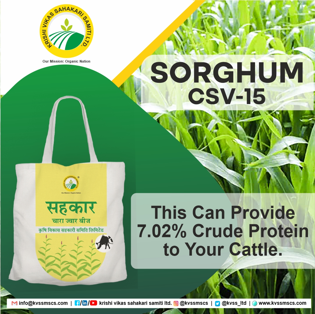 kvssmscs's tweet photo. हमारे प्रमाणित ज्वार और बाजरे के न्युनतम दरों पर उपलब्ध बीजों से एक सुगम फसल का आनंद लें एवं अपने पशुओं को उच्चतम आहार दें। बीज प्राप्त करने के लिए हमसे संपर्क करें: @+91 9599818503
#certifiedseeds #fodderseeds #bajra #sorghum @AgriGoI @icarindia @ncdficoop @Dept_of_AHD https://t.co/6gHF86DpUT