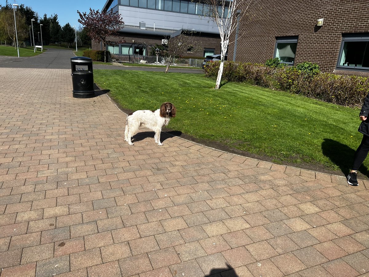 Litter picking round 2! This time with more volunteers and Archie our <a href="/PetsAsTherapyUK/">Pets As Therapy</a> Keeping Forrester tidy and clean! #EarthDay2023 #article6 #article24  <a href="/UNICEF/">UNICEF</a> <a href="/forresterhs/">Forrester High</a>