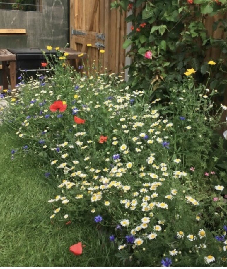 MarshallsPets's tweet photo. Beebombs🐝💣It’s not too late to keep the bees happy &amp; encourage them to your garden and do a great thing for nature. Beebombs are easy to use. Just throw onto cleared ground, water liberally, sit back and watch the flowers grow and the bees will visit
#beebombs #beebombsdorset https://t.co/xyRXQ3nrQb