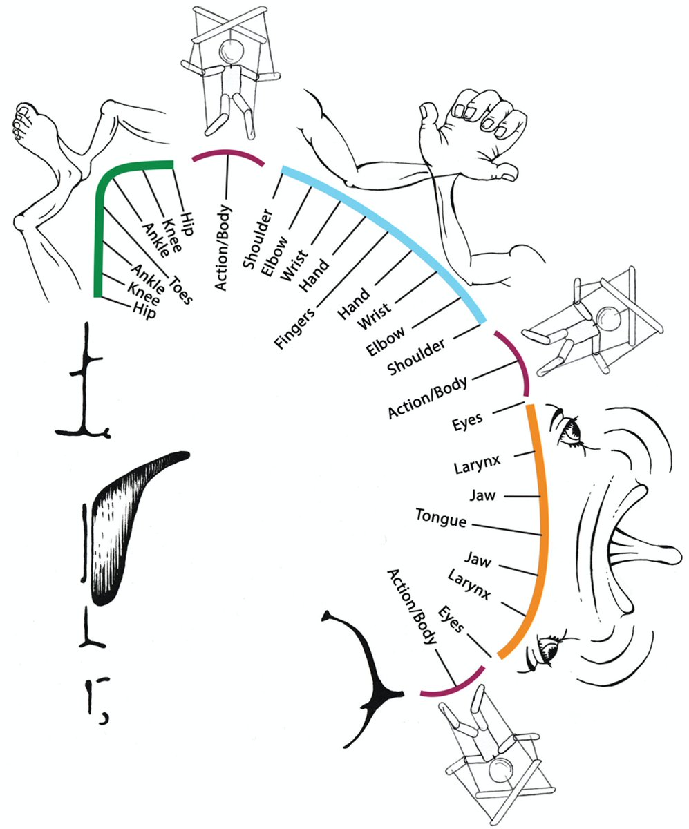 We’ve identified the somato-cognitive action network (SCAN), a newly recognized network within human primary motor cortex that disrupts the famous—but incorrect—motor homunculus, and has strong connections to high-level control networks. Now out in @Nature nature.com/articles/s4158…