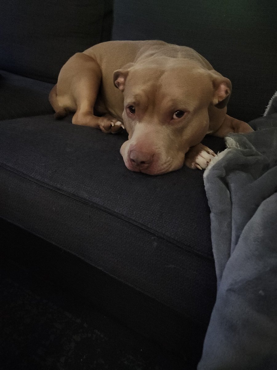 joeymichael20's tweet photo. @CaptainCrypto06 Done.. could really use it. My dog is throwing up blood and pooping blood. Taking him to the vet right now. Wish us luck. 

0x3f83BE7f707B6f2aFA7F5c7d0750276bCe0991Bb https://t.co/2qfvFjFMhY