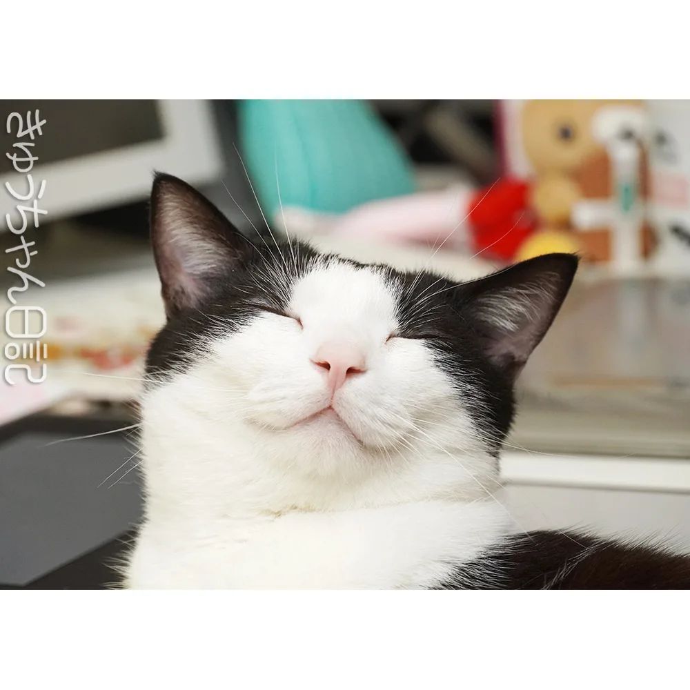 hatchan_nikki's tweet photo. #きゅうちゃん #きゅうちゃん日記 #猫 #ねこ #ネコ #白黒猫 #白黒猫きゅうちゃん #ハチワレ猫 #はちわれねこ #かわいすぎてこまっちゃう #にゃんすたぐらむ #cat #blackandwhitecat #cute #cutecat #catstagram #instacatsgram #felixcat #tuxedocat https://t.co/6Xw1SE5ueO https://t.co/U08LIbiA9S