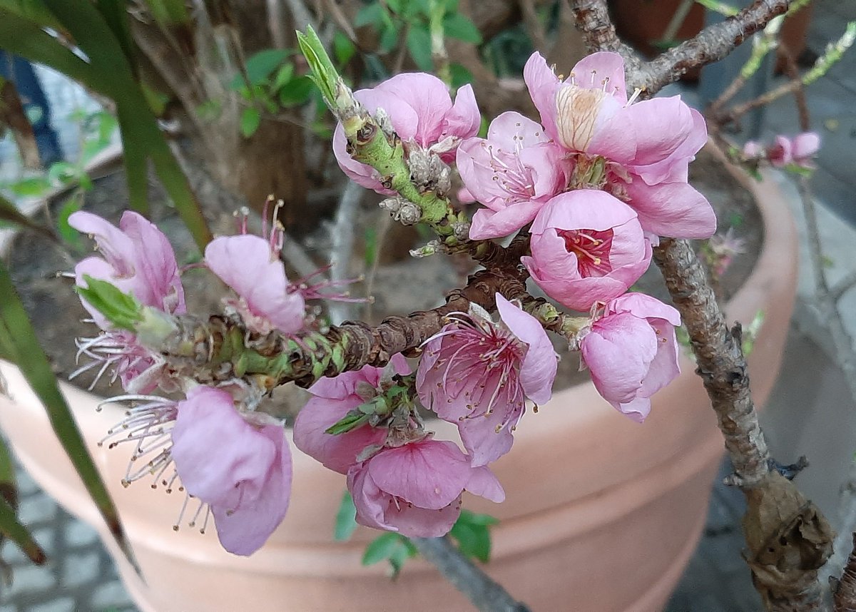 LilaJewelGaming's tweet photo. Long story short: #HomestretchThursday stream tomorrow, April 20th, starting 4pm CET. Same place as usual! π
#LilaJewel #LilaJewelGaming #BlΓΌte #BlΓΌten #Blossom #Blossoms #GuildWars2 #GW2 #EndOfDragons #GW2EoD #MMORPG #Gamer #Steamer #Twitch #TwitchStreaming #TwitchStreamer https://t.co/U88HRn3Chn