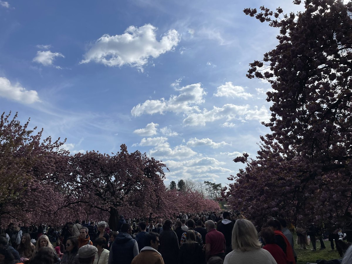 MaryWNicklin's tweet photo. The scene at the Parc de Sceaux #Hanami festival last weekend - I’ve never seen such crowds for the #cherryblossoms. #Paris #spring https://t.co/vqwY4JlZq0