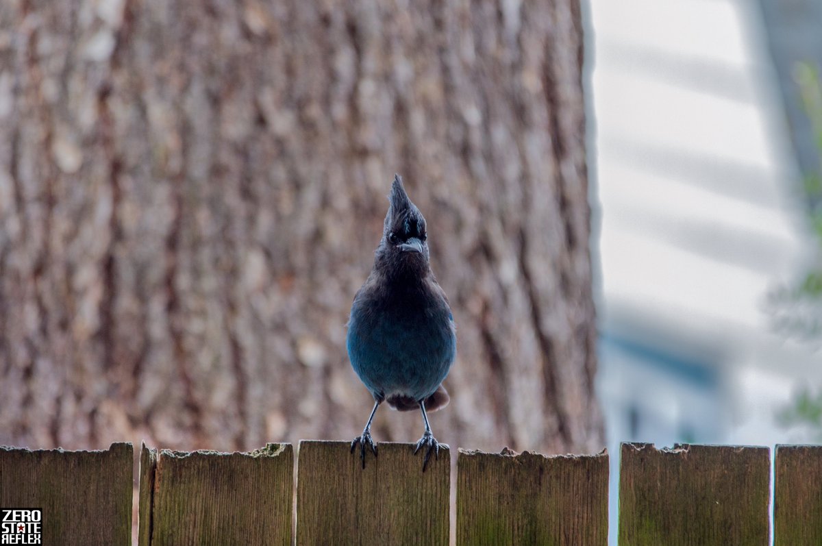 ZeroStateReflex's tweet photo. Steller Jays wondering.
#stellerjay #corvid #birds #zerostatereflex #canon #5dmark3 #seattle https://t.co/NhlWo8pSiP