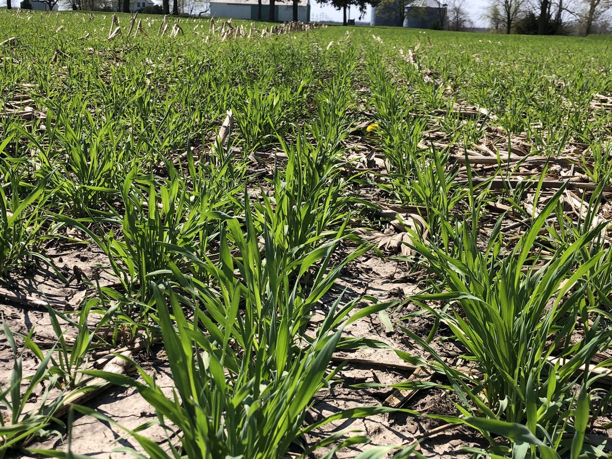kecasson's tweet photo. Cover crops planted last fall by @boucherfarms @potentialagIL It is cereal rye which soybeans will be planted straight into, hence the phrase “planting green.” #dontfarmnaked #springcover #plant23 https://t.co/O4xHXatmXt