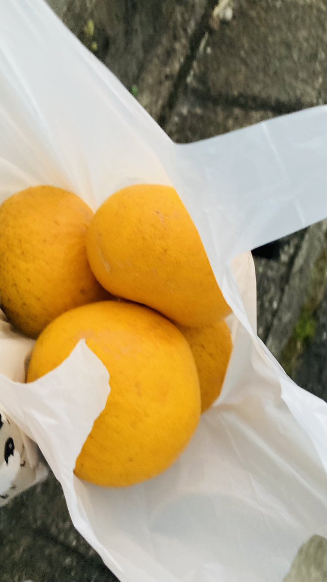 umexchan's tweet photo. I think I give off old people vibes because I got stopped twice in my neighborhood on my way home by old people who wanted to chat for several minutes. But at least I got free oranges out of it. https://t.co/1Q1dDCKtC1