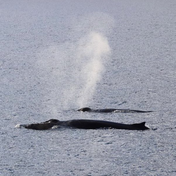 First time seeing whales in the wild today in Iceland 🇮🇸🐋 #humpbackwhales