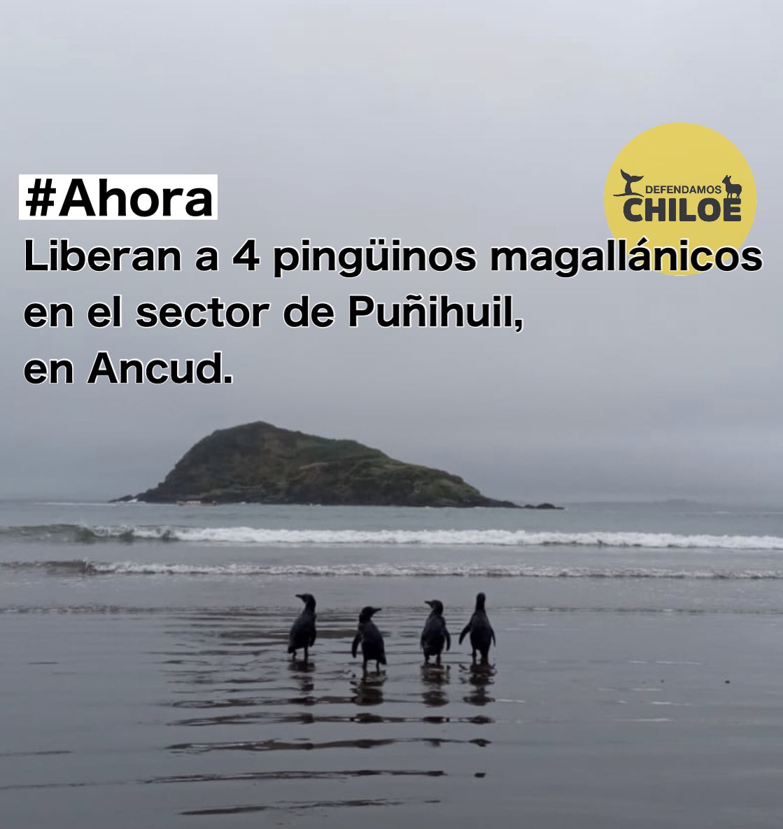 DefendamsChiloe's tweet photo. Gracias centro de rehabilitación Chiloé Silvestre @conaf_minagri y @sernapesca .
👏👏👏👏
! La #FotoFelicitació !
#EcorrregiónMarinaChilota https://t.co/ZzXiNfNhXr