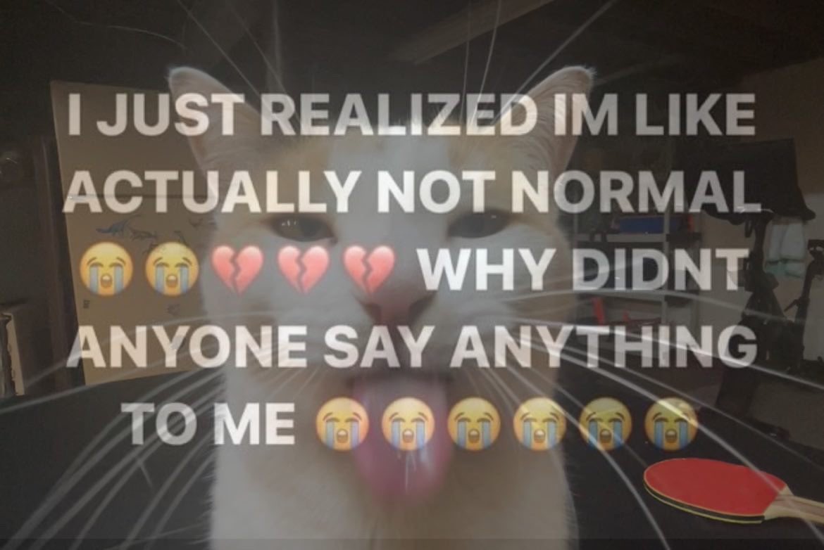 LiterallyMeCats (@literallymecats) on Twitter photo 