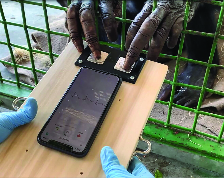 Los fondos de 'Los latidos de Mubaki' serán para que <a href="/CentroRainfer/">Rainfer</a> pueda construir una estación veterinaria donde facilitar la atención médica especializada a los chimpancés más ancianos y ofrecerles, al final de sus vidas, la mayor dignidad y el menor sufrimiento posibles. 🦧