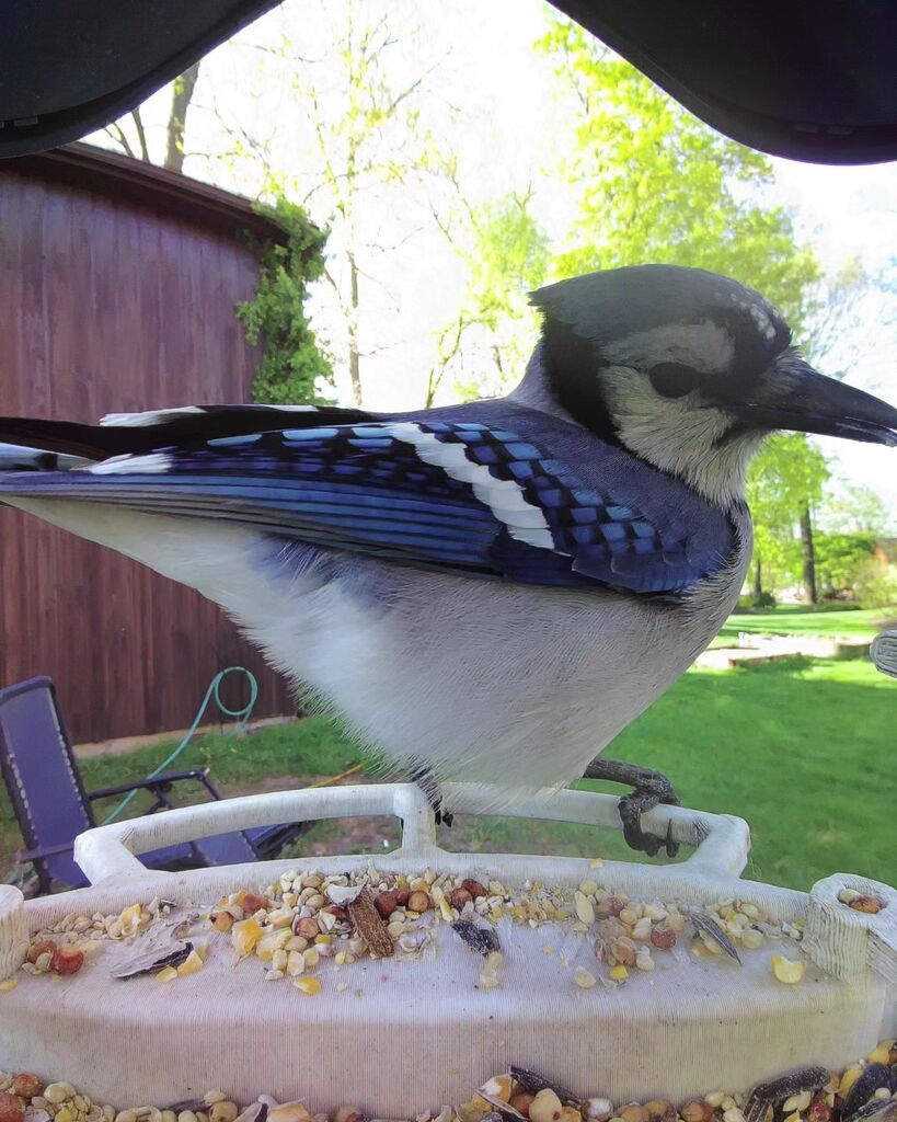 My #birdbuddy captured its first #bluejay instagr.am/p/CrObxY1O_BP/