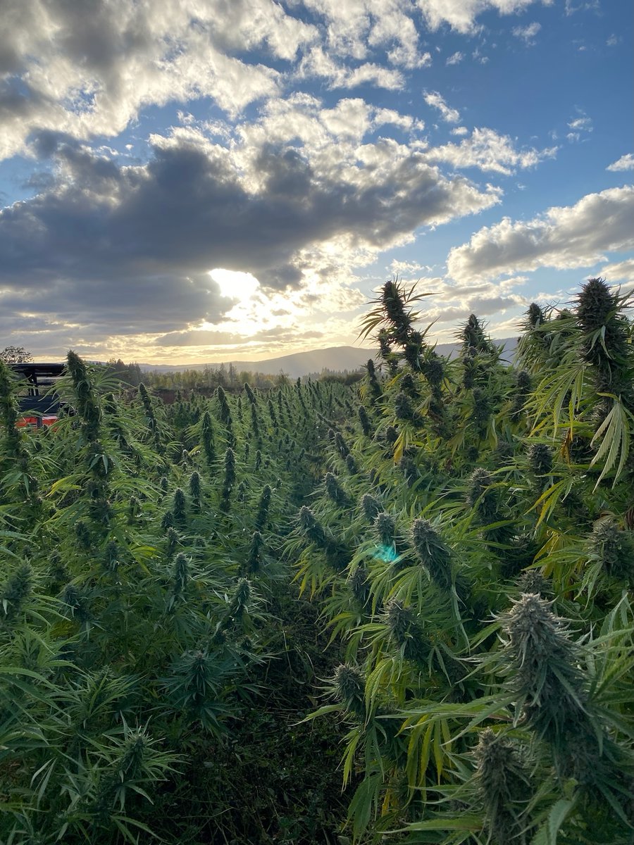 GrowersDAO's tweet photo. Good Morning! #sungrown https://t.co/PG0zhcEtmS