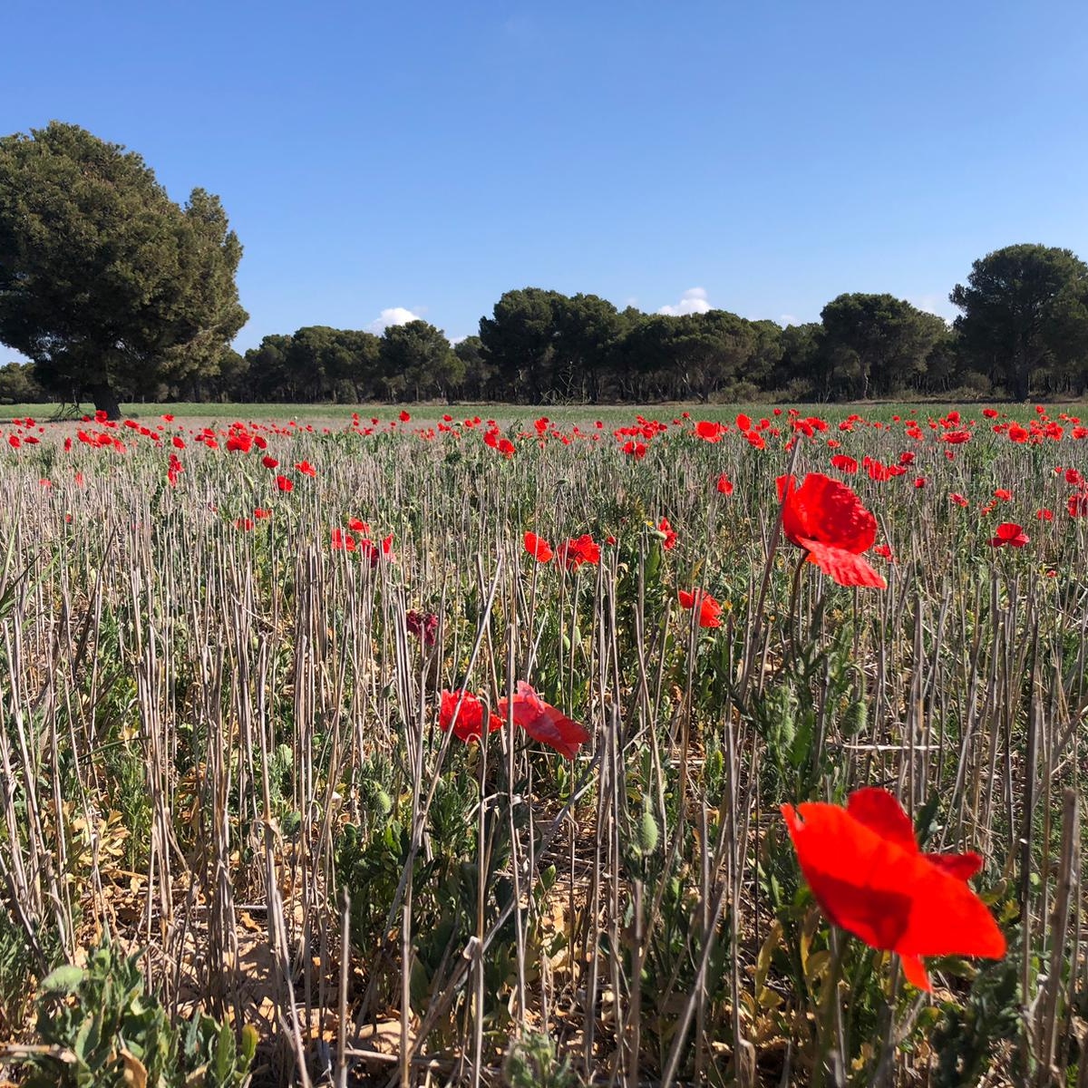 geaforestal's tweet photo. Estos días hemos estado realizando el Informe Selvícola de los montes de Ejea de los Caballeros, #Zaragoza.
Y nos quedamos con esta estampa privamaveral😊
#gestiónforestal #Aragón #primavera https://t.co/Iqpi3hARrG