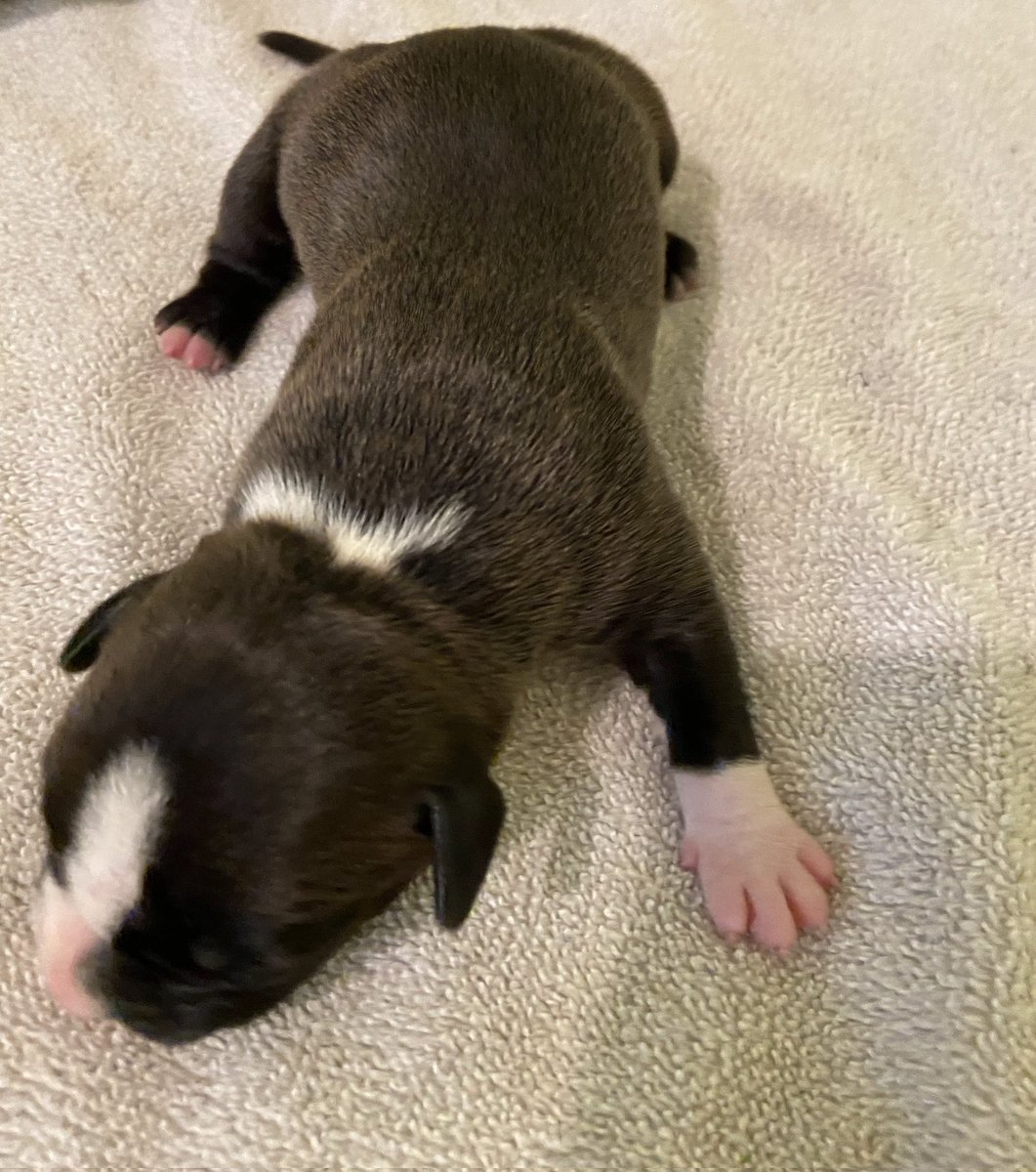 ABBreeder's tweet image. 4 females:
1 Black Brindle
3 Blue
#gottyline #razorsedge #TheAbkc