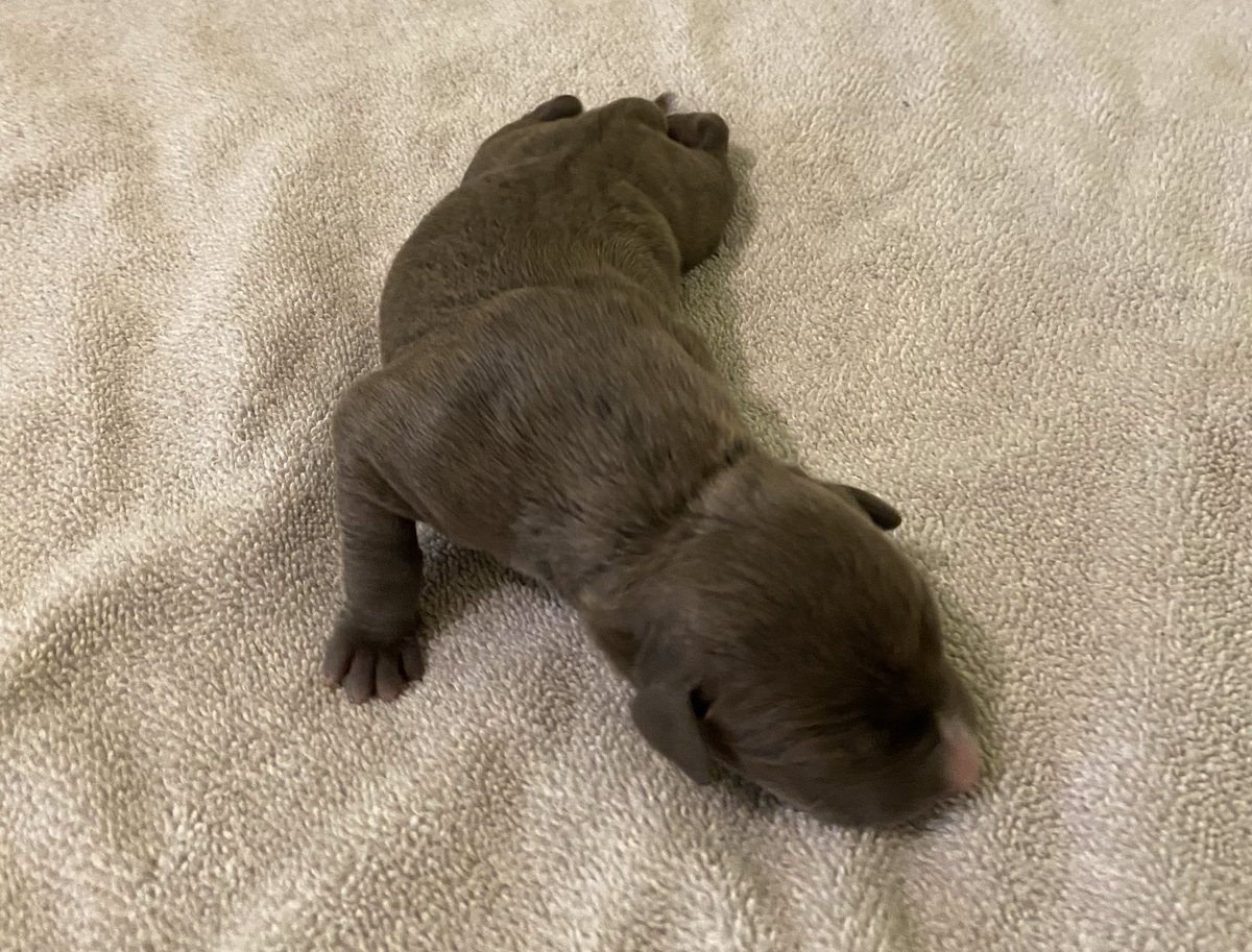 ABBreeder's tweet image. 4 females:
1 Black Brindle
3 Blue
#gottyline #razorsedge #TheAbkc