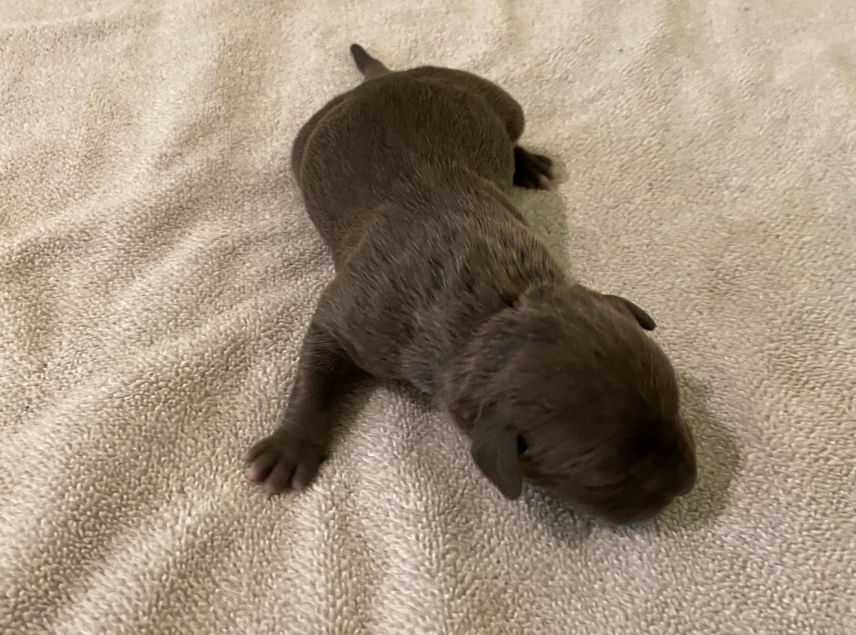 ABBreeder's tweet image. 4 females:
1 Black Brindle
3 Blue
#gottyline #razorsedge #TheAbkc