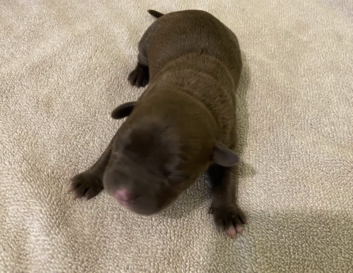 ABBreeder's tweet image. 4 females:
1 Black Brindle
3 Blue
#gottyline #razorsedge #TheAbkc