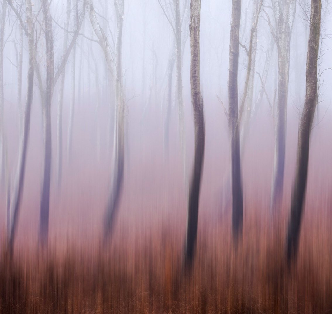 Black Birch #woodlandphotography