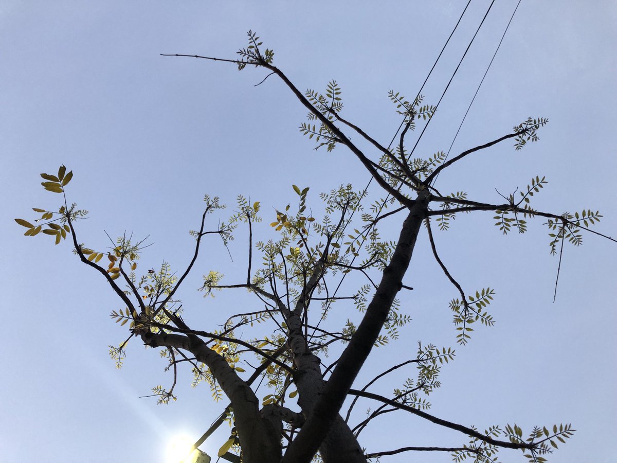 Krishna_ST30's tweet photo. Whatever you can relate becomes a part of your life.
These 3 parallel electrical cables, Sunlight and divine new leaves 🍃 to old branches. What a combo for street walker..#nature #oldbranches #electricalcables #sunlight #bluesky https://t.co/NhR5hIxWMc