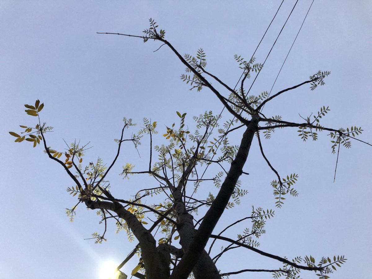 Whatever you can relate becomes a part of your life. 

These 3 parallel electrical cables, Sunlight and divine new leaves 🍃 to old branches. What a combo for street walker..#nature #oldbranches #electricalcables #sunlight #bluesky