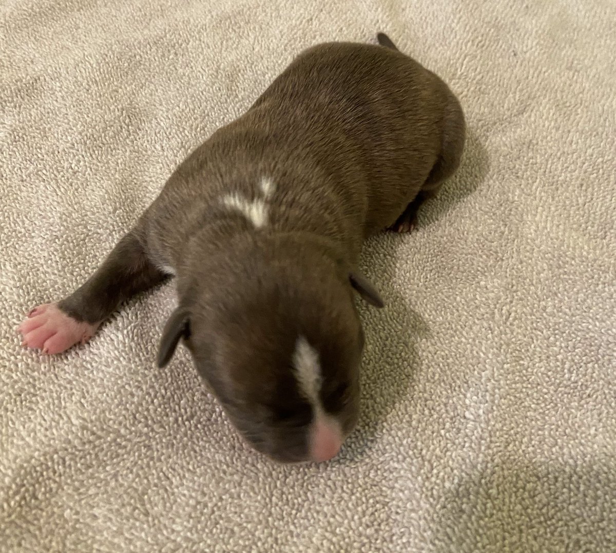 ABBreeder's tweet image. 1 male:
Blue Brindle
#gottyline #razorsedge #TheAbkc