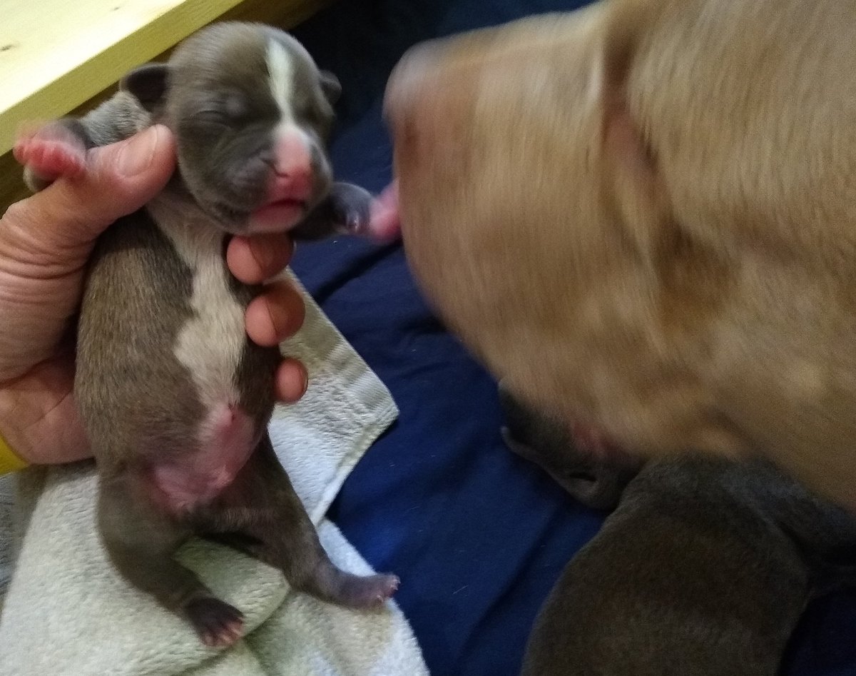 ABBreeder's tweet image. 1 male:
Blue Brindle
#gottyline #razorsedge #TheAbkc