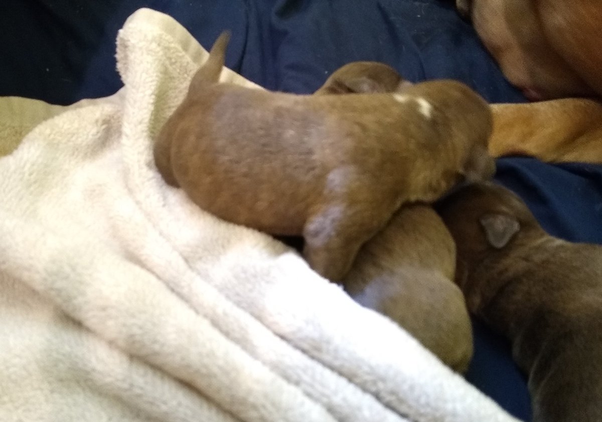 ABBreeder's tweet image. 1 male:
Blue Brindle
#gottyline #razorsedge #TheAbkc