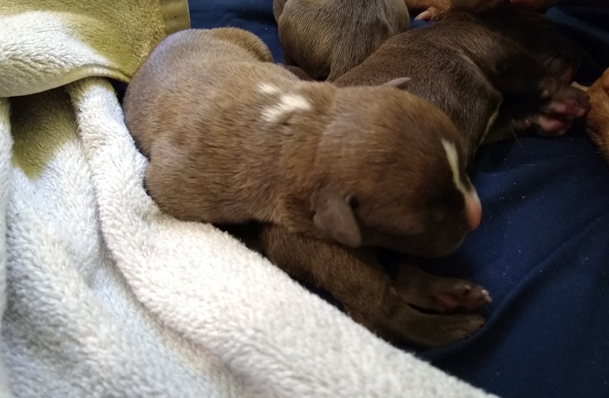 ABBreeder's tweet image. 1 male:
Blue Brindle
#gottyline #razorsedge #TheAbkc