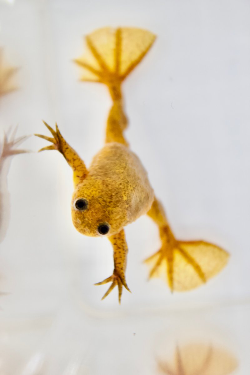 Dodecaploid Xenopus longipes is not just cute, but also efficient! Photo credit: Kelly Miller