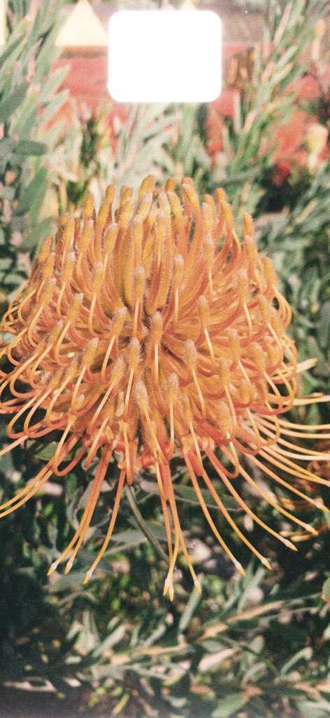 Your head is nothing but a flower garden