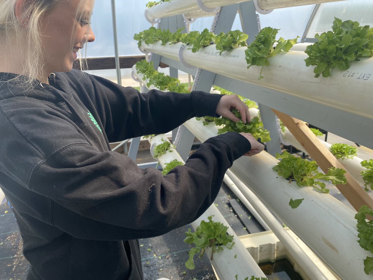 GHS Agriculture students harvesting lettuce for the GHS Salad Bar.  <a href="/WatsonBwatson/">Bruce Watson</a>