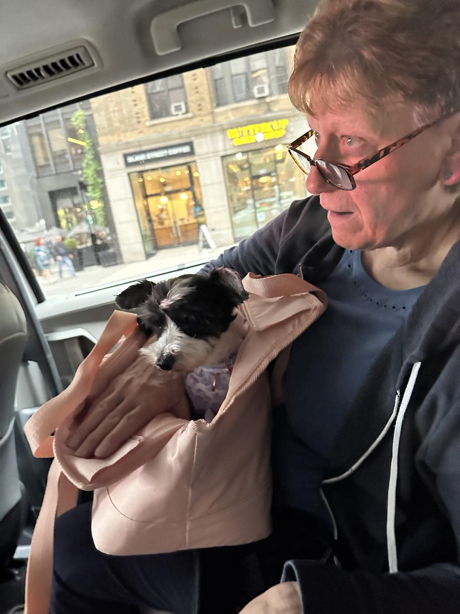 PoundHoundsResQ's tweet photo. And Queen is adopted!

Queen was an owner surrender due to 'no time'.  So Queen was shipped off to the NYCACC.

She wasn't too please being there and she was labeled "Rescue Only".  

Our eagle eyed small dog foster saw her and asked us to pull her.  At his home she acted as if she was there forever but was a perfect little lady.

Queen is calling Queens NY Home.  #howironic 
#imadopted