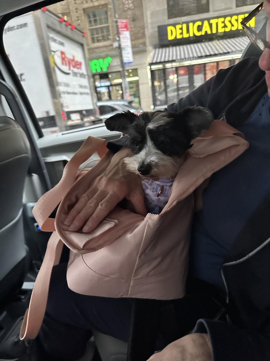 PoundHoundsResQ's tweet photo. And Queen is adopted!

Queen was an owner surrender due to 'no time'.  So Queen was shipped off to the NYCACC.

She wasn't too please being there and she was labeled "Rescue Only".  

Our eagle eyed small dog foster saw her and asked us to pull her.  At his home she acted as if she was there forever but was a perfect little lady.

Queen is calling Queens NY Home.  #howironic 
#imadopted