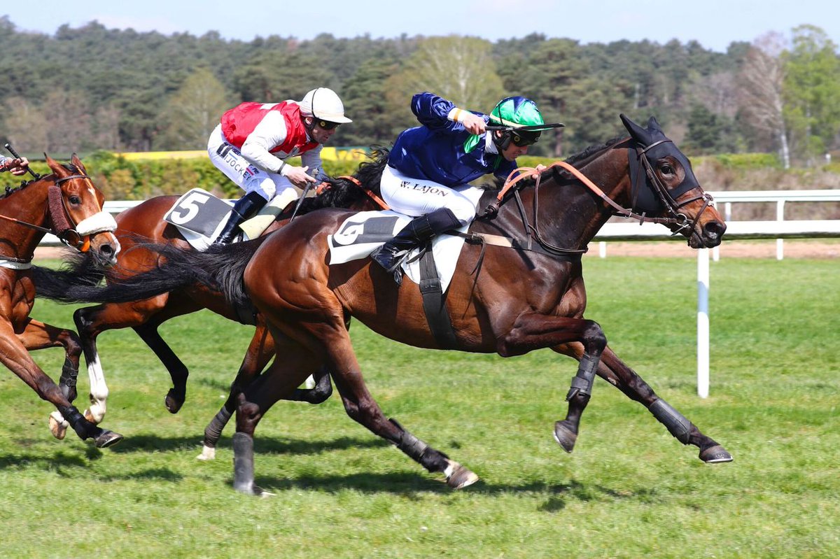 Jour_de_Galop's tweet photo. BELGA QUEEN (Balko @harasdulion) s'impose pour sa 1re tentative en Steeple dans le Px de la Société des Courses de Moulins à Fontainebleau. Cette représentante de Jérémy Buez et de Jérôme Delaunay était montée par Wilfried Lajon.
📸@ScoopDyga https://t.co/YIOMGD4X3Q
