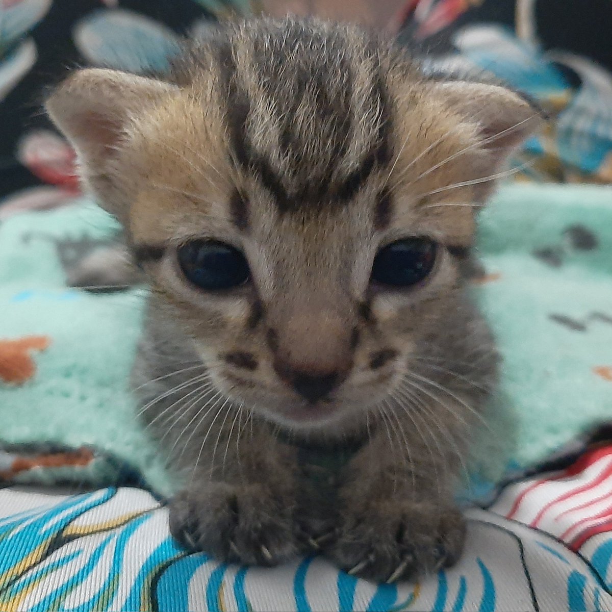 IinYanuarti's tweet photo. @kochengfs Ini jg gpp di pegang2...induk'a tetep nyusuin...dah kebuka lebar mata'a tp g berani keluar kandang klo g diambil 😸 https://t.co/P7JqL1HE3X
