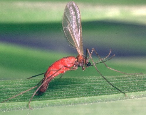 The <a href="/IpmDecisions/">IPMDecisions</a> platform has high risk status for the emergence (key management period) of saddle gall midge (SGM), at the starcross ADAS site (Devon). Now might be the time to start crop inspections to check for egg-laying.  (1)