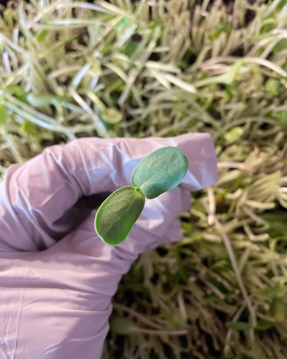 FreshGreens2Go's tweet photo. Happy Hump Day! #sunflowermicrogreens #deliveryday #freshorganiclocal #supportsmallbusiness #trueleafmarket https://t.co/1YhVxNbHrX