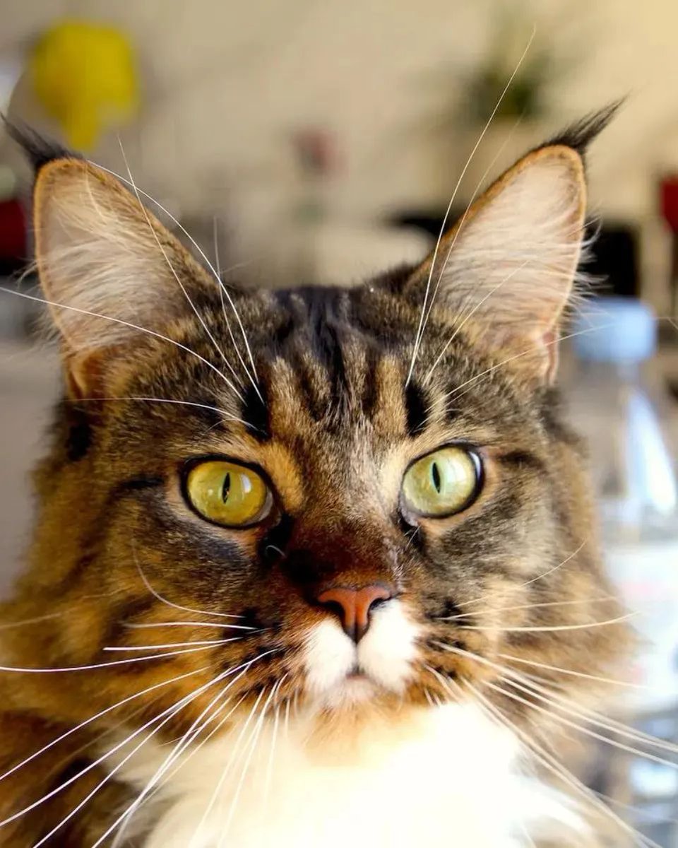 LoversMainecoon's tweet photo. ❤️❤️
#mainecoon #mainecoons #mainecooncat #mainecooncats #mainecoon_id #mainecoongram #mainecooncorner #mainecoonlover #mainecoonkitten #mainecoonlovers https://t.co/3HoElibMmN