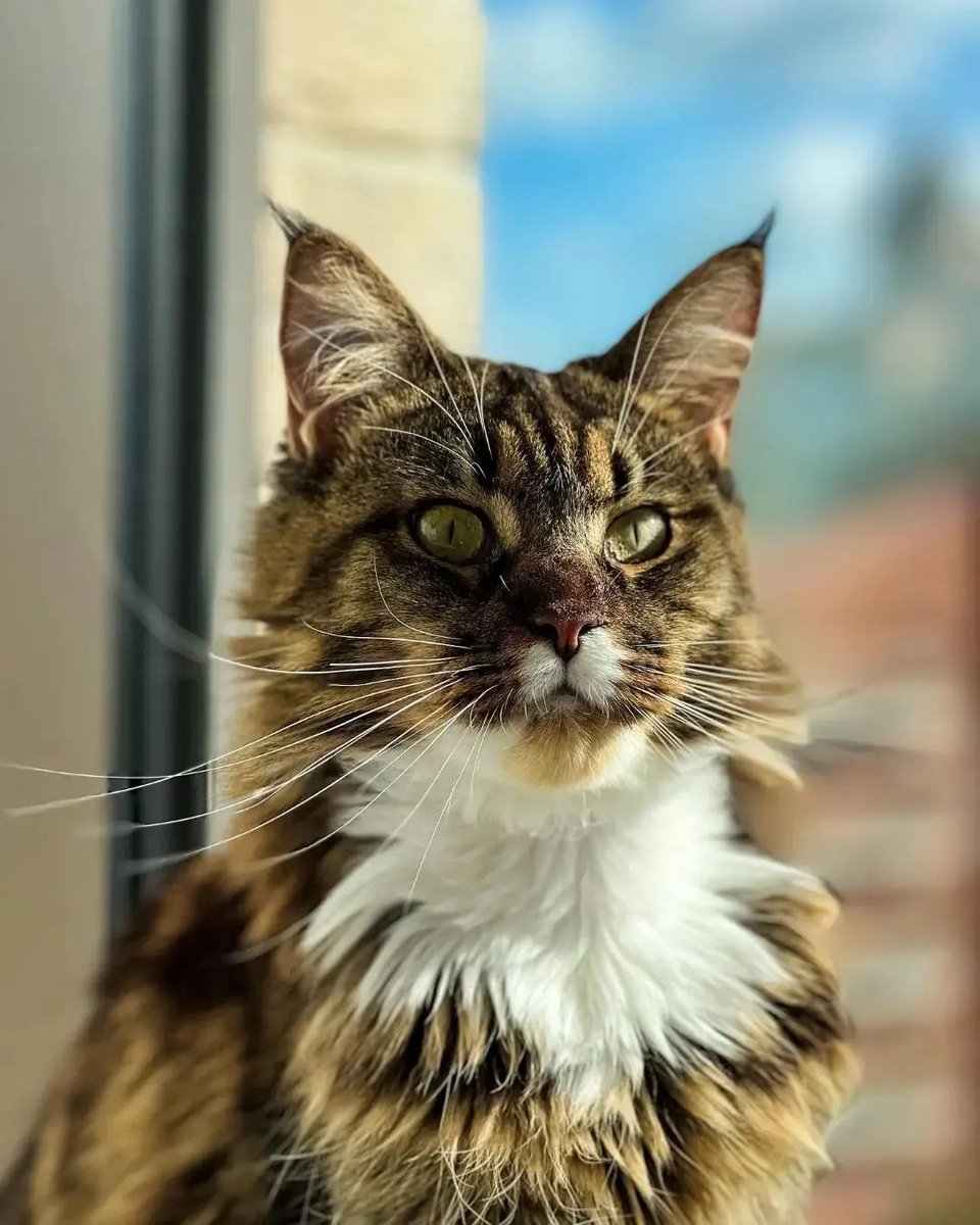 LoversMainecoon's tweet photo. ❤️❤️
#mainecoon #mainecoons #mainecooncat #mainecooncats #mainecoon_id #mainecoongram #mainecooncorner #mainecoonlover #mainecoonkitten #mainecoonlovers https://t.co/3HoElibMmN