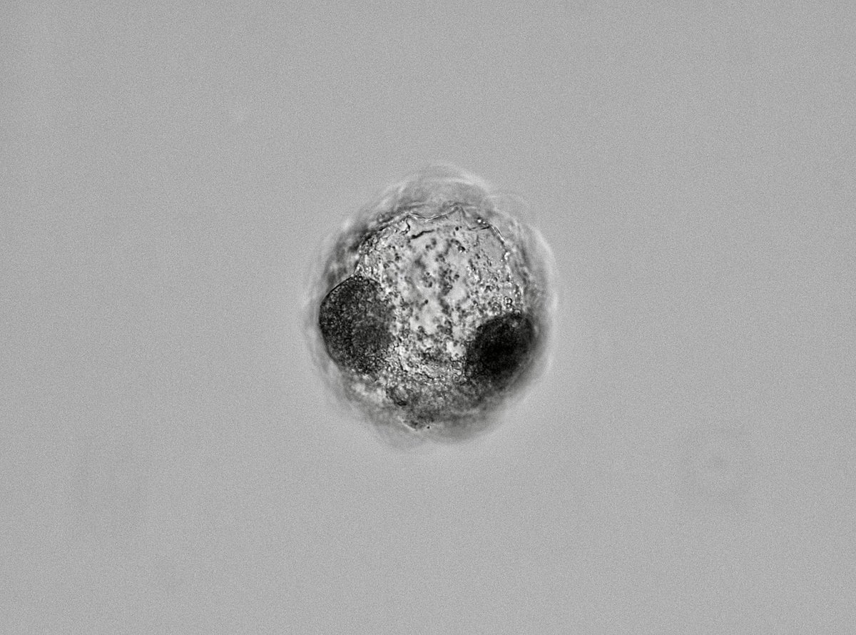 Jada Nix tweet media