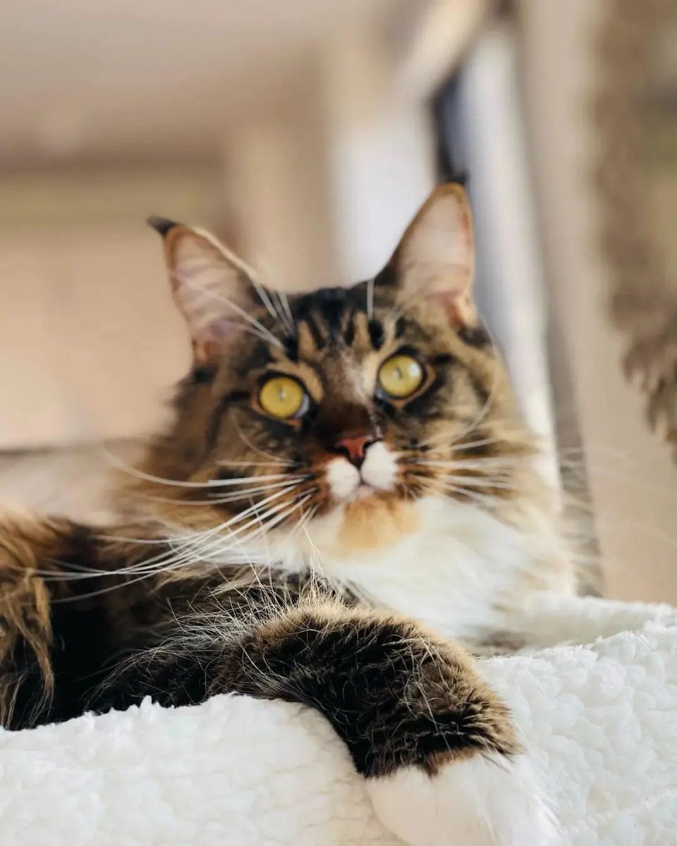 LoversMainecoon's tweet photo. ❤️❤️
#mainecoon #mainecoons #mainecooncat #mainecooncats #mainecoon_id #mainecoongram #mainecooncorner #mainecoonlover #mainecoonkitten #mainecoonlovers https://t.co/3HoElibMmN