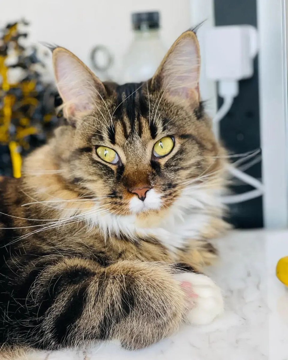 LoversMainecoon's tweet photo. ❤️❤️
#mainecoon #mainecoons #mainecooncat #mainecooncats #mainecoon_id #mainecoongram #mainecooncorner #mainecoonlover #mainecoonkitten #mainecoonlovers https://t.co/3HoElibMmN