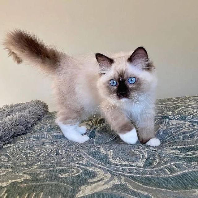 RagdollsClub's tweet photo. Cute kitten 🥺😍😍😍😍
#ragdoll #ragdollcat #ragdollkitten #ragdollworld #ragdollkitty #ragdolllovers #featured_whiskers #cutecats_oftheworld https://t.co/OLYtW4Pkqs