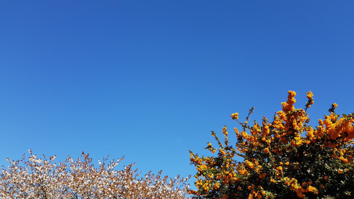 First #swallow of the year over my #EastLothian garden this lunchtime. 📷 of sky showing where it was 😉 
#EastLothianWildlife @CasualBirderPod @EdinburghNats @birdinglothian @RSPBEdinburghLG